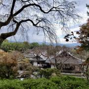 5 nov: Temple Tenryu-ji