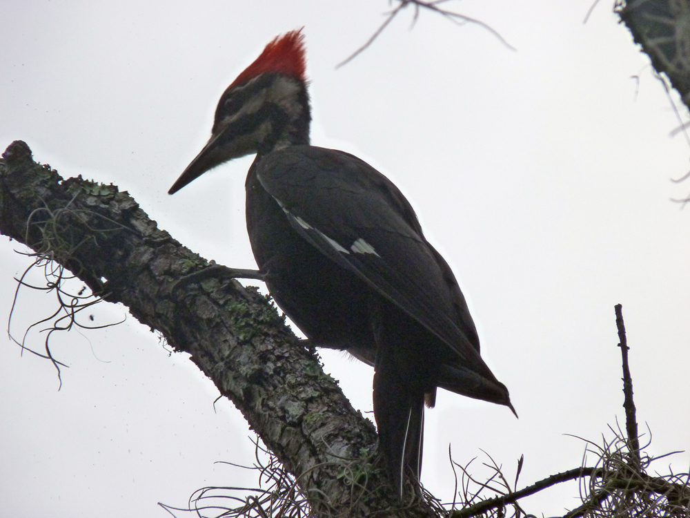 13 mars: Lake Manatee State Park