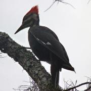 13 mars: Lake Manatee State Park