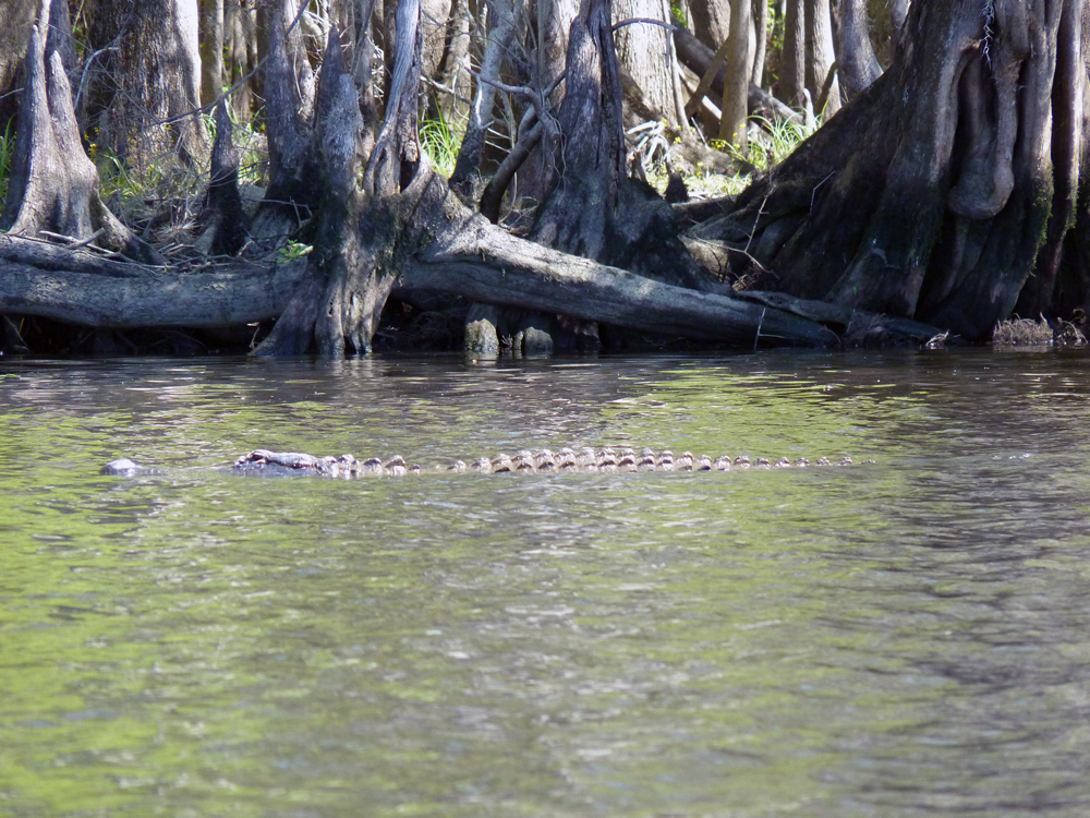 18 mars: Manatee Springs State Park