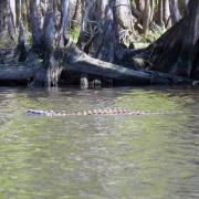 18 mars: Manatee Springs State Park