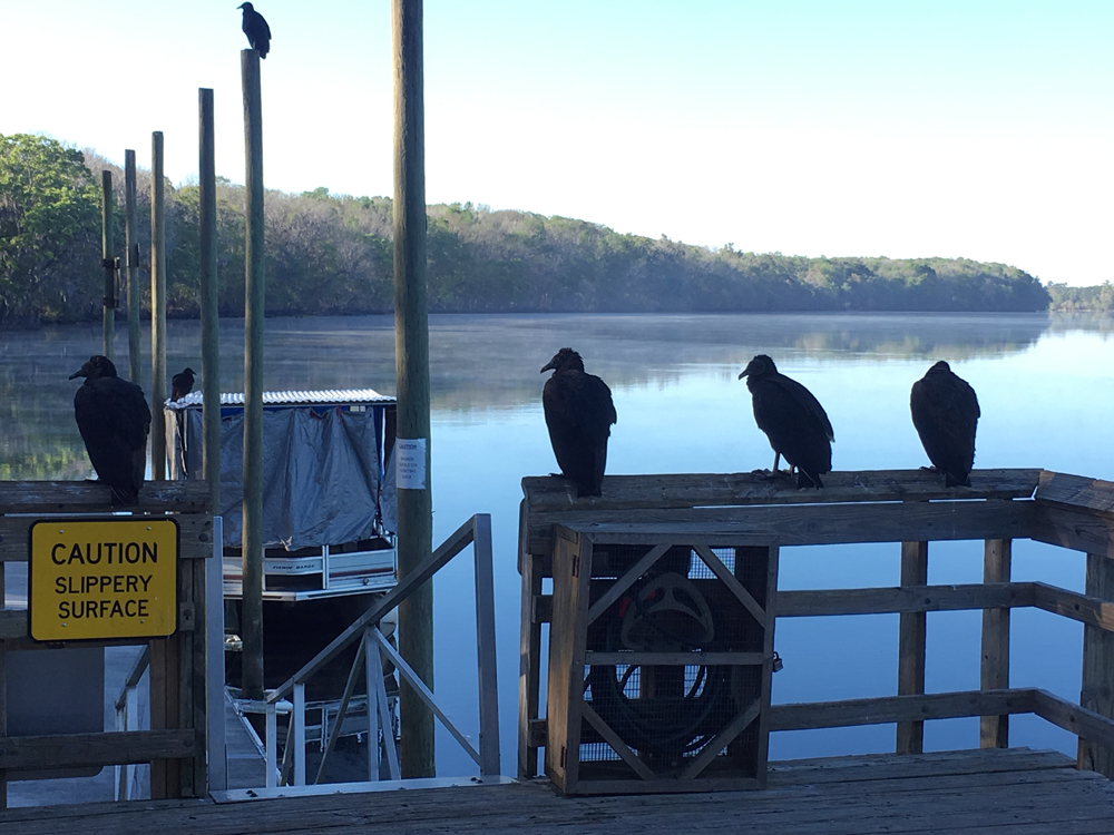 19 mars: Manatee Springs State Park