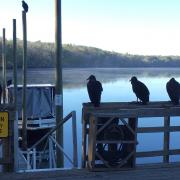 19 mars: Manatee Springs State Park
