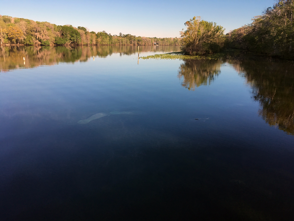 19 mars: Manatee Springs State Park