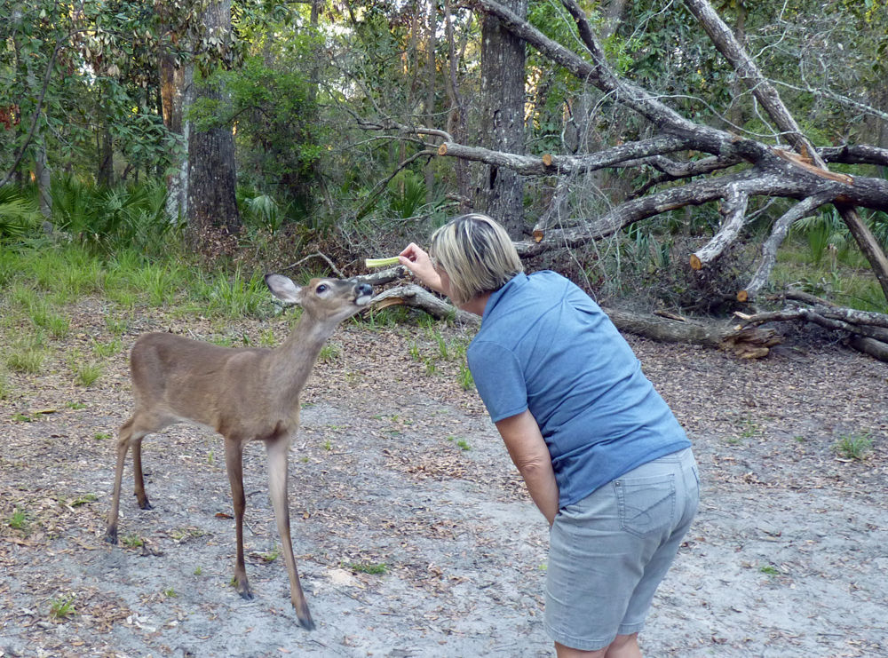 19 mars: Manatee Springs State Park