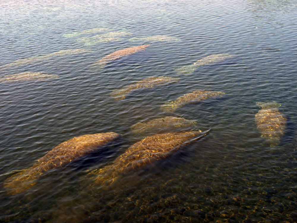 19 mars: Manatees!