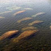 19 mars: Manatees!