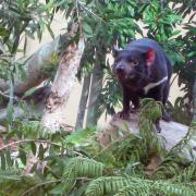 Tasmanian Devil (San Diego Zoo)