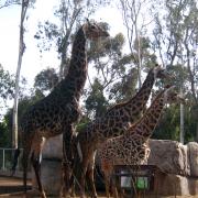 San Diego Zoo