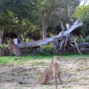 San Diego Safari Park