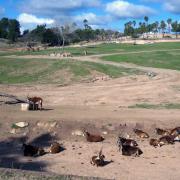 San Diego Safari Park