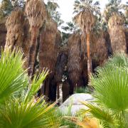 Palm Canyon Trail Anza-Borrego State Park