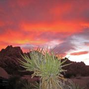 Couchée de soleil, Joshua Tree National Park