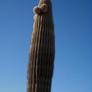 Usury Mountain Regional Park, Arizona