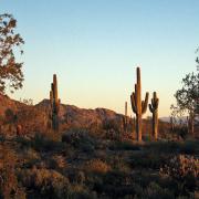 White Tank Regional Park, Arizona