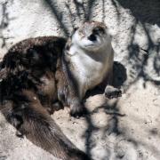 Arizona-Sonora Desert Museum, Tucson Arizona