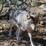 Arizona-Sonora Desert Museum, Tucson Arizona