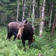 Parc de la Gaspésie