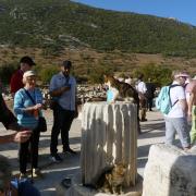 Chats/Cats à Ephesus