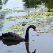 Singapore Botanic Gardens