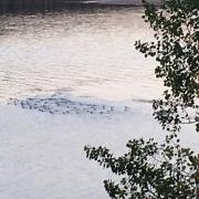 Sept 2019: Les jeunes canards s'entraînent