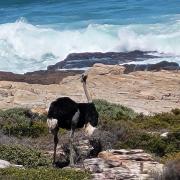 En route pour Cape of Good Hope