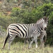 Hlosi Game Lodge