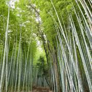 5 nov: Forêt de bambou