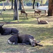 5 nov: Nara Park