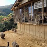 5 nov: Parc des macaques Arashiyama