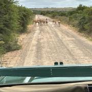 Hlosi Game Lodge