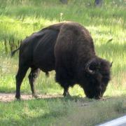 1er bison