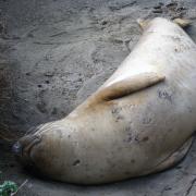 Elephant Seal Vista Point