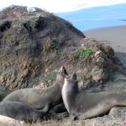 Elephant Seal Vista Point