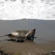 Elephant Seal Vista Point