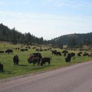 Bisons sur le chemin du Wind Cave National Park