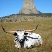 Devil's Tower