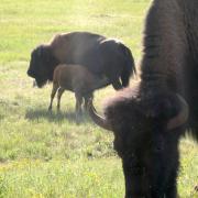 Bisons sur le chemin du Wind Cave National Park