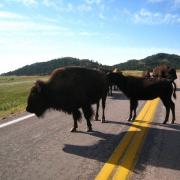 Bisons sur le chemin du Wind Cave National Park