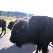 Bisons sur le chemin du Wind Cave National Park