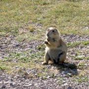 Chien de prairie