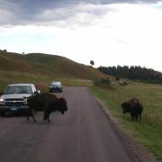 Bisons sur le Wildlife Loop