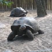 Lowry Zoo: Tortues de Galapagos