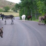 Begging Burros sur le Wildlife Loop