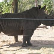 Lowry Zoo: Rhinocéros