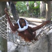 Lowry Zoo: Orang-outan