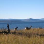 Yellowstone Lake  Chevreuils