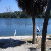 Fort de Soto: Un visiteur!