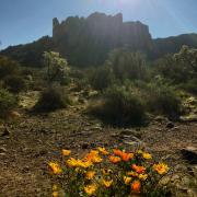 Lost Dutchman State Park, Arizona