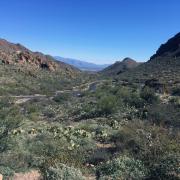 Parc National Saguaro, Tucson, Arizona